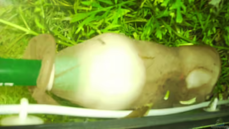 Filteransaugstutzen mit Garneleneinsaugschutz DANKE an CHILI von Stefan Bischoff (27)