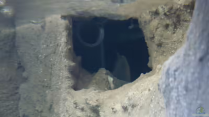 Filterauslauf in Rückwand versteckt von wadde (24)