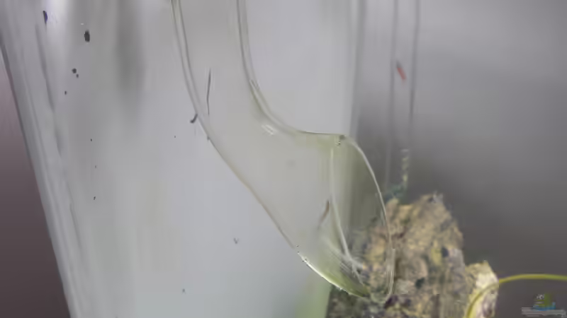 Filterauslauf von Intershrimpview (3)