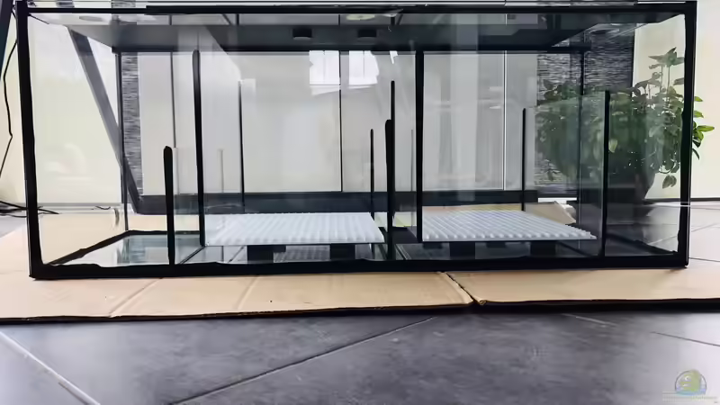 Filterbecken 06/2020 von DiskusMummy (40)