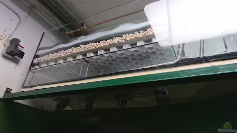 Filterbecken 2 von kellerkind (65)