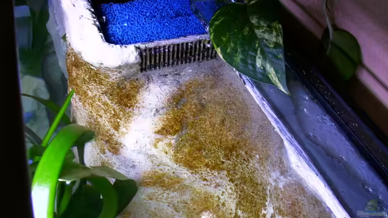 Filterbecken mit Pumpe, Heizung, UV-C Wasserklärer von aus-Berlin (5)