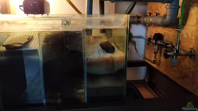 Filterbecken und automatischer Wasserwechsel Anschluß von Woidma (69)