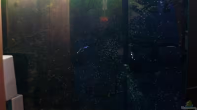 Filterbecken:unten Miracle-Mud und Drahtalgen von Christian Schröter (10)