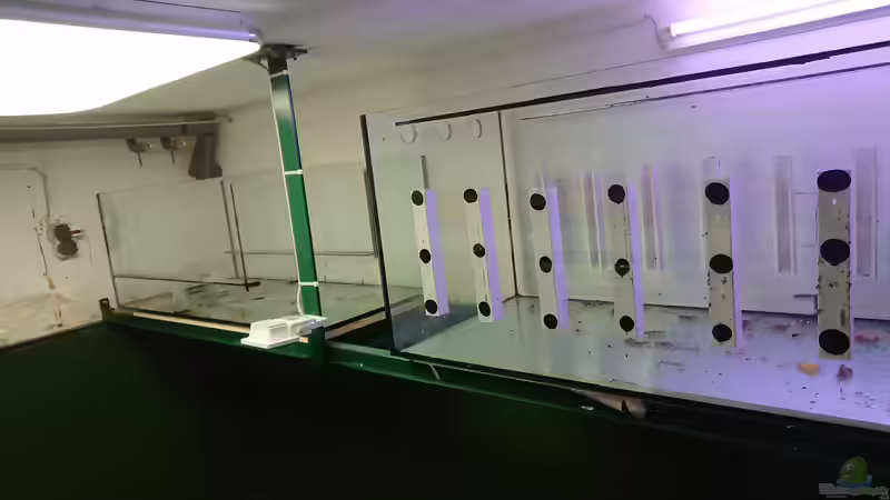 Filterbecken von kellerkind (58)