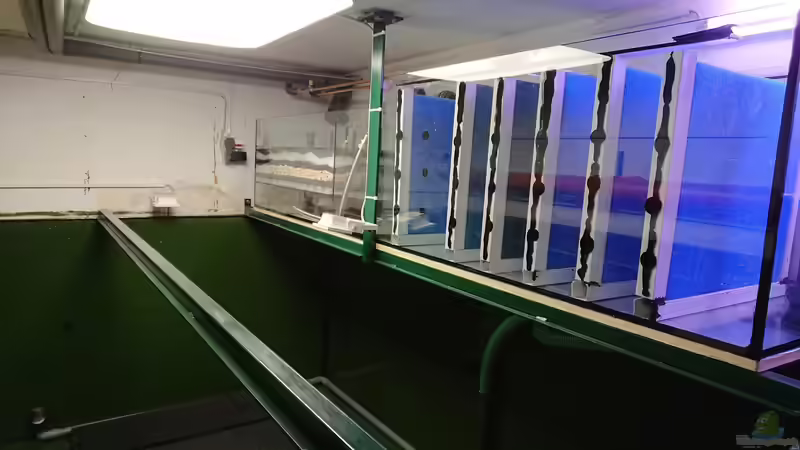 Filterbecken von kellerkind (63)