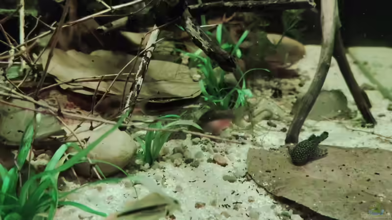 Aquarien mit Filterbecken