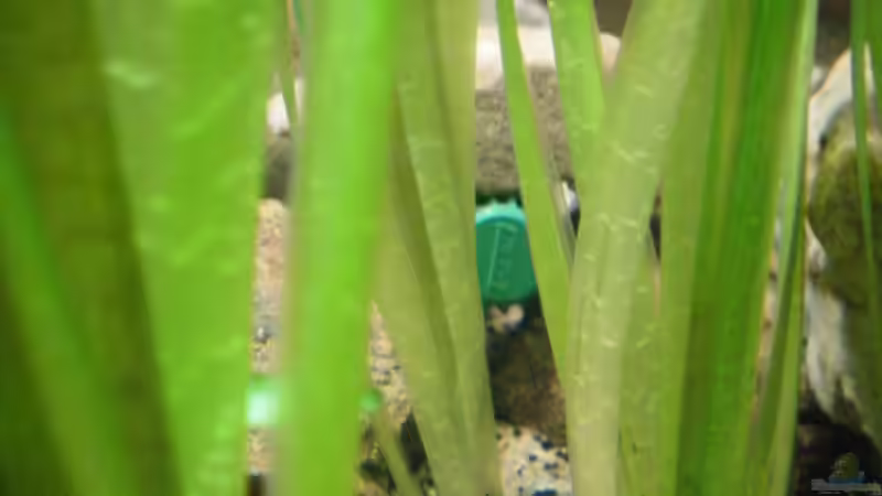 Filtereinlass Nr. 1 von Falk Bellmann (33)