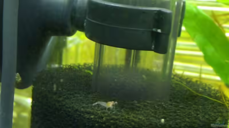 Filtereinlauf: Schaumstoffpatrone wegen den kleinen, wird fleissig abgeweidet. alle von Achim (6)