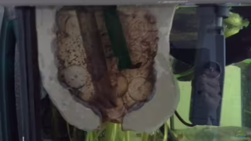 Filtereinzug und Oberflächenskimmer von Dominik Wexenberger (24)