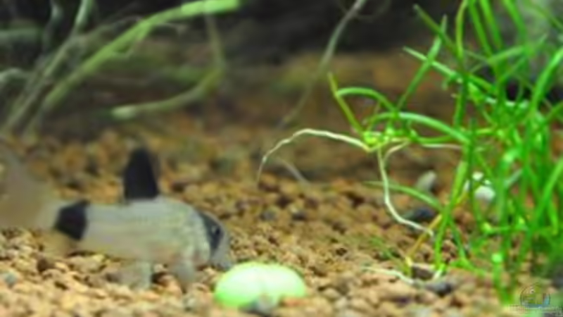 Filterfindling von Garfield (38)