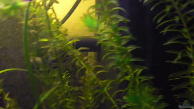 Filterkasten von Max Wolf (14)