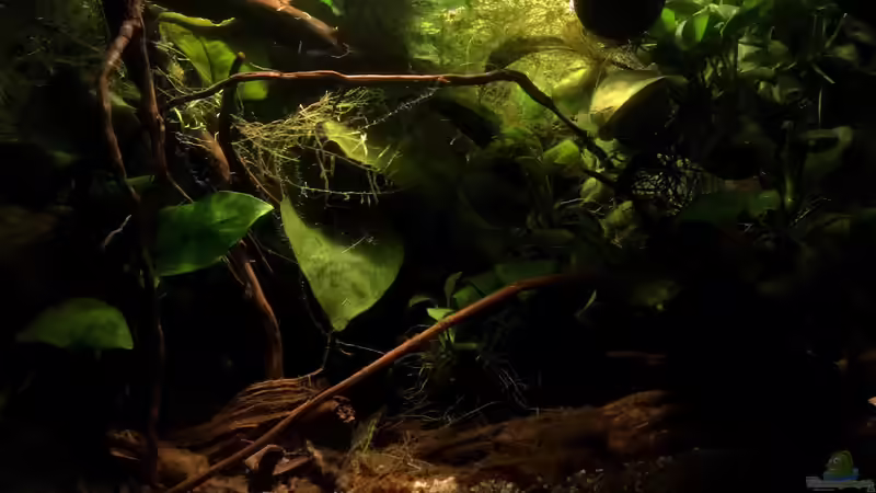 Filterloses Aquarium - Natürliche Aquaristik ohne Technik