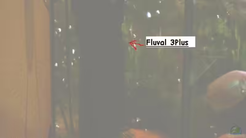 Filterpumpe (Fluval 3 Plus) und (Europet Mous) für Luftblasen von Enrico Bergmann (16)