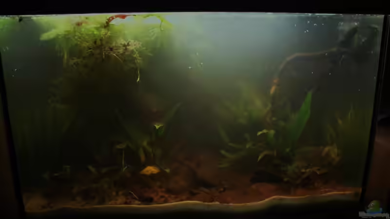 Filterschlamm aus dem großen Becken von Fischkopp83 (7)