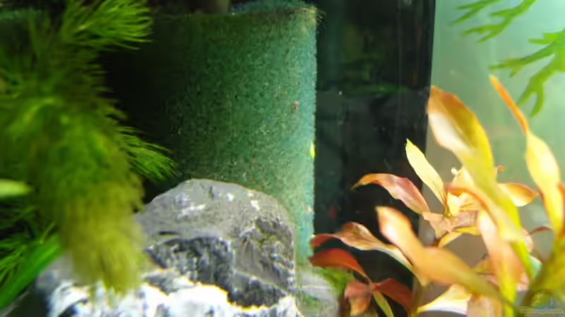 Filterschwamm auf Ansaugrhr gesteckt von Aquarienfreund44 (16)