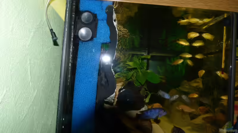 Filterschwamm mit Pumpe, hinter der Rückwand links von Malawi-Freunde (14)