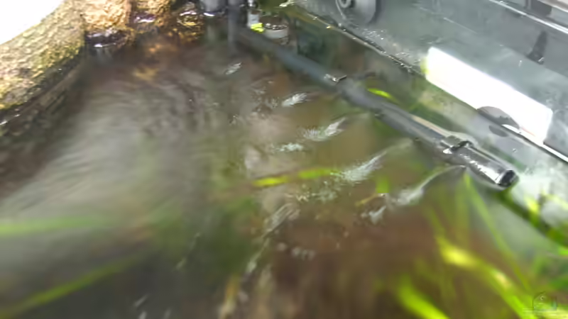 Filterströmung von @quarium Cologne (67)