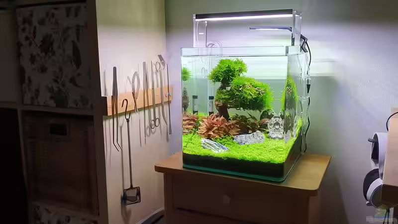 Filterung in kleinen Aquarien - Wie Technik, Biologie und Praxis perfekt zusammenspielen