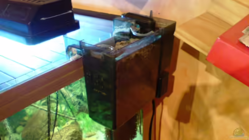 Filterung in kleinen Aquarien - Wie Technik, Biologie und Praxis perfekt zusammenspielen