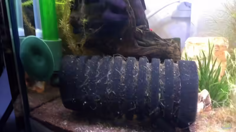 Filterung in kleinen Aquarien - Wie Technik, Biologie und Praxis perfekt zusammenspielen