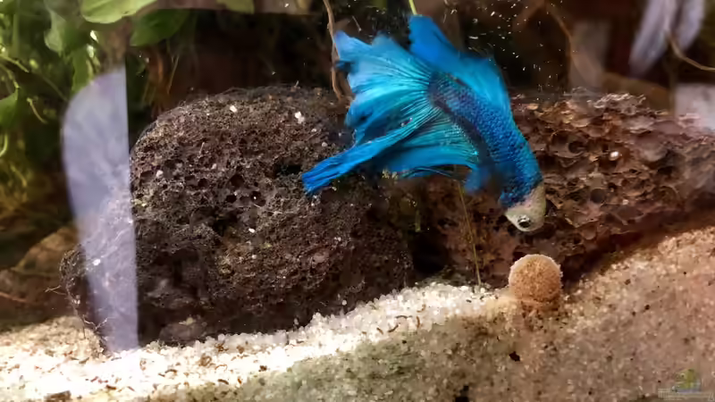 Fin besitzt das Marble Gen - das heißt, er kann sich verfärben... Nun weiß ich von Helga Kury (18)