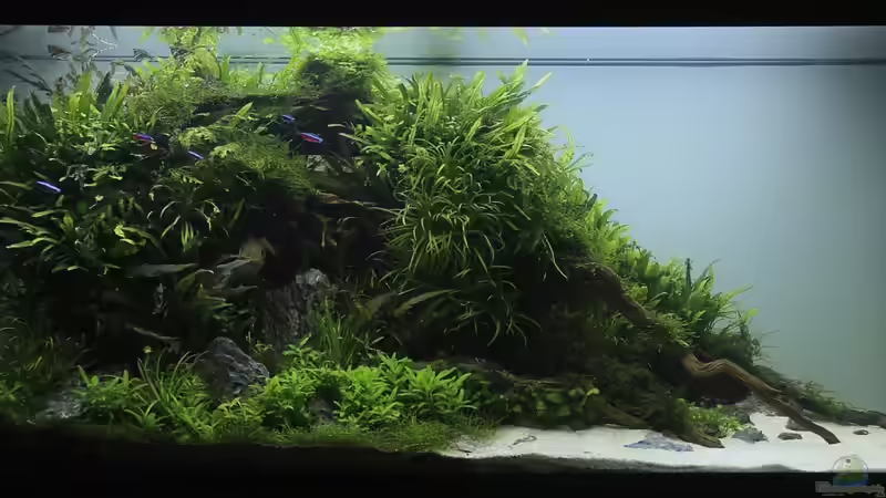 Final Shot Mai 2013 von disco-d (2)