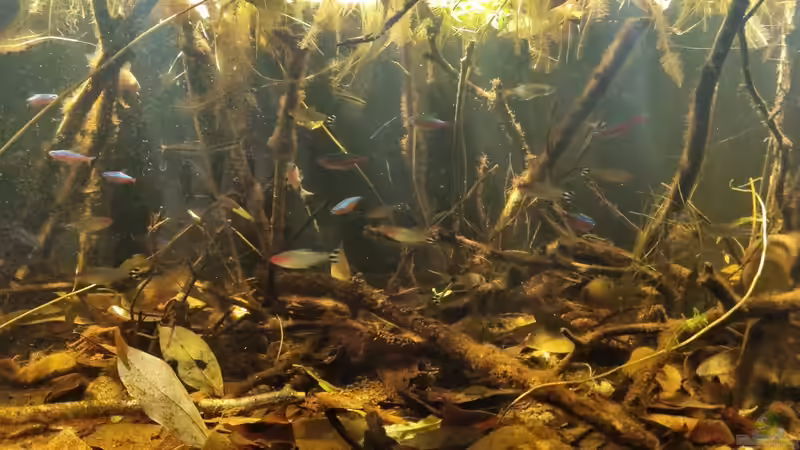 Final von Rainooo (21)