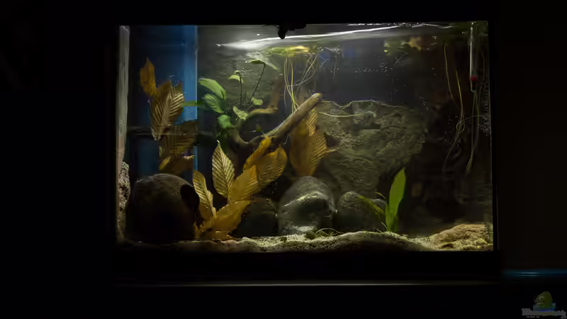 Finale Beckenansicht 12.01.2014 (Erstbefüllung) von GoreSlayer (5)