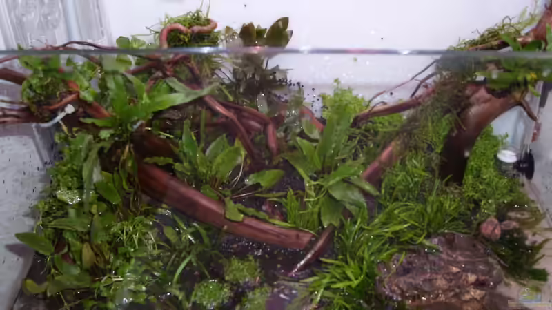 Finale (bevor die Wurzeln hochtrieben und alles zerrissen :-( von tsmeey (8)