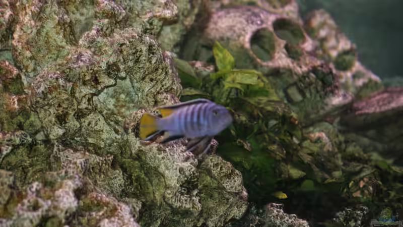 Finde den Yellow von DawnInMunich (16)