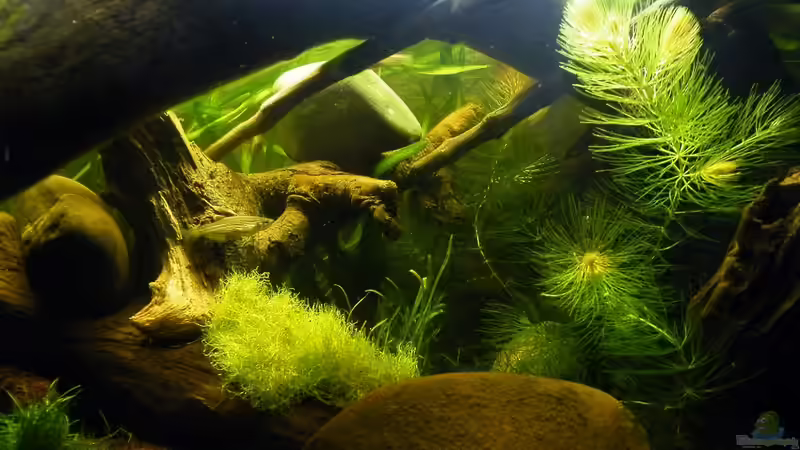 Findest Du ihn auf dem Bild? :-) von bergfrau (25)