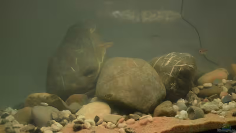 Findlinge mit groben Kies von David Breuers (9)