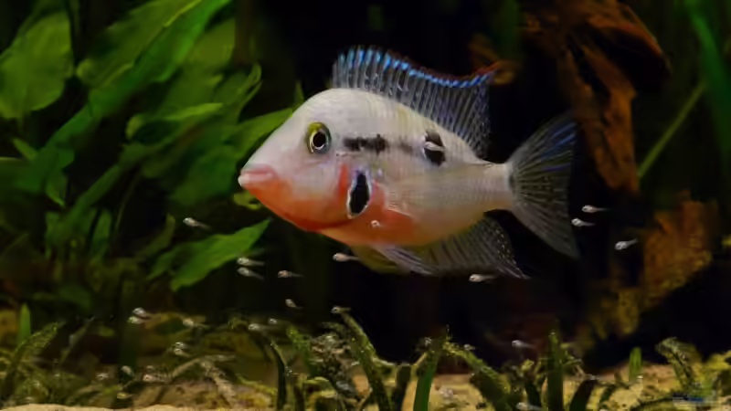 Finger weg von den Kleinen von Henric Beyer (8)