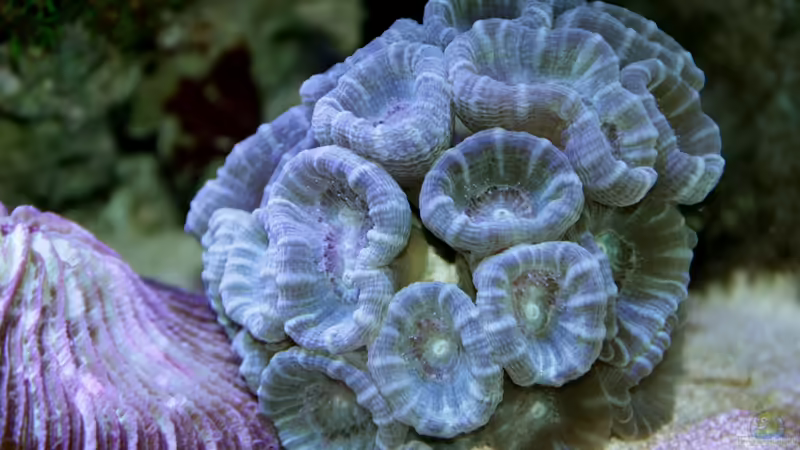 Fingerkoralle = Caulastrea curvata von Sven Jastrow (35)