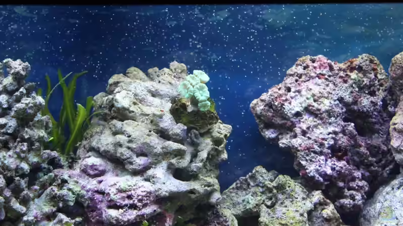 Fingerkoralle - Caulastrea furcata von Thorsten John (25)