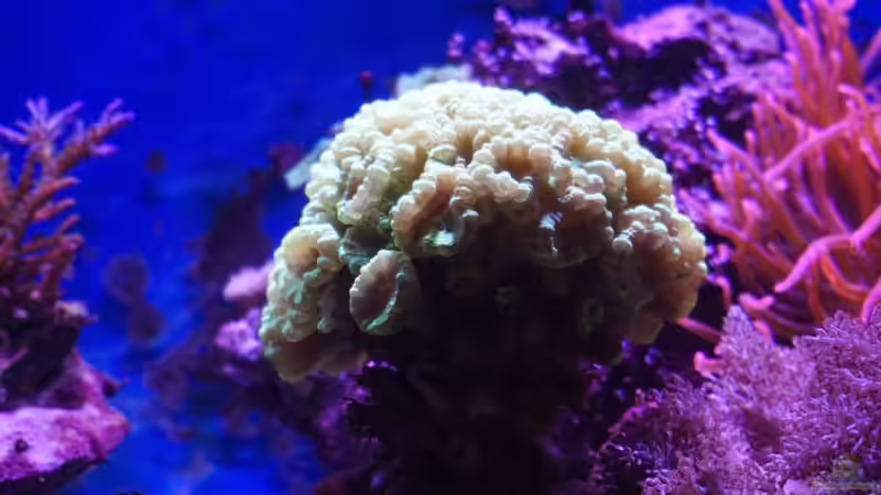 Fingerkoralle ´Heute´ 11.14 von Manni1884 (8)