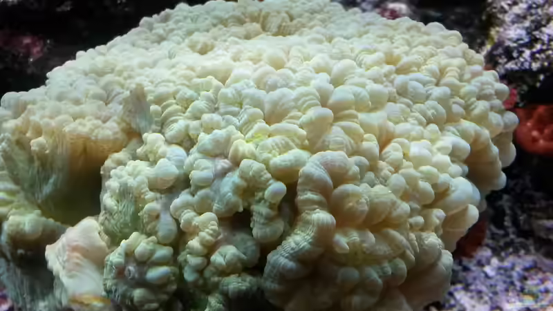 Fingerkoralle von Truthahnmann (36)