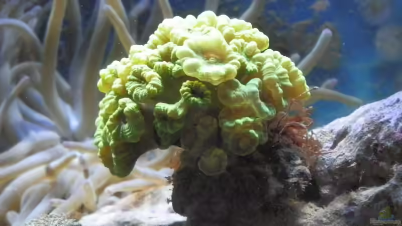 Fingerkoralle ´Vorher´ 02.14 von Manni1884 (7)