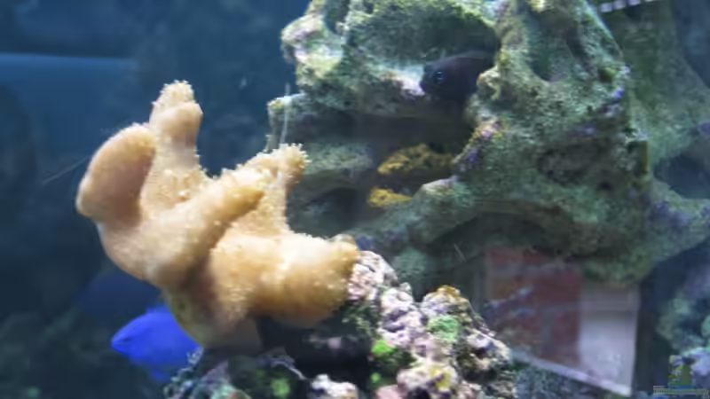 Fingerlederkoralle von Christian Schneider (15)