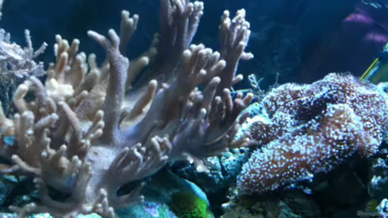 Fingerlederkoralle von Flevus (19)