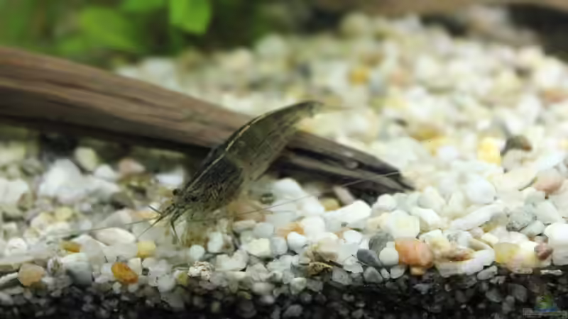 Fingerwurzel mit Amano-Garnele von ESA_72 (9)