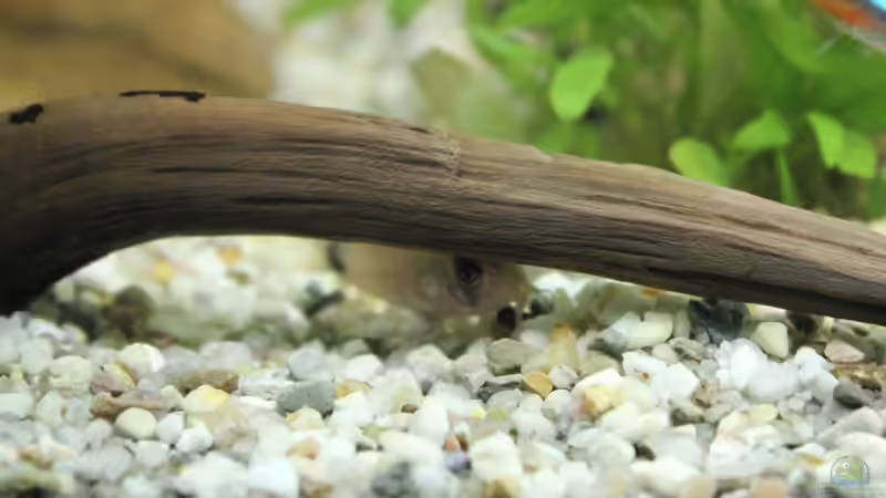 Fingerwurzel mit Panda-Panzerwels von ESA_72 (8)