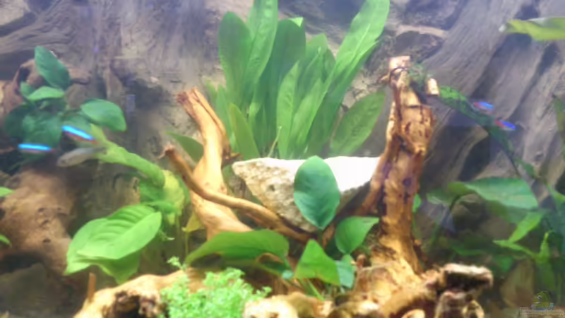 Fingerwurzel von Alsi (34)