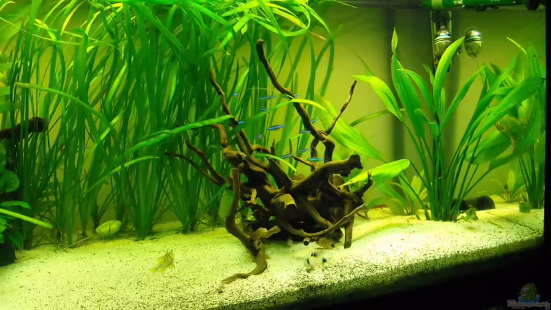 Fingerwurzel von Fabian Ber (15)