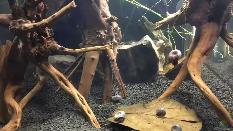 Fingerwurzeln,Seemandelbaumblätter  von Ottche (19)