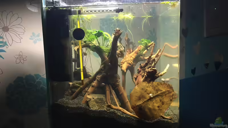 Fingerwurzeln,Seemandelbaumblätter von Ottche (18)