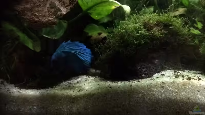 Finn - Kampffisch-Männchen von Helga Kury (28)