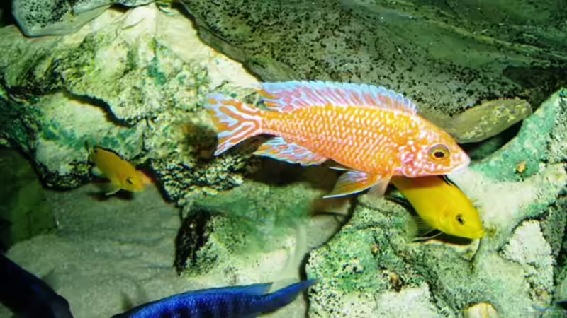 Die Aquaristik