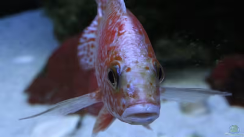 Fire Fish Bock die 2te...13.10.08 von Florian Bandhauer (33)